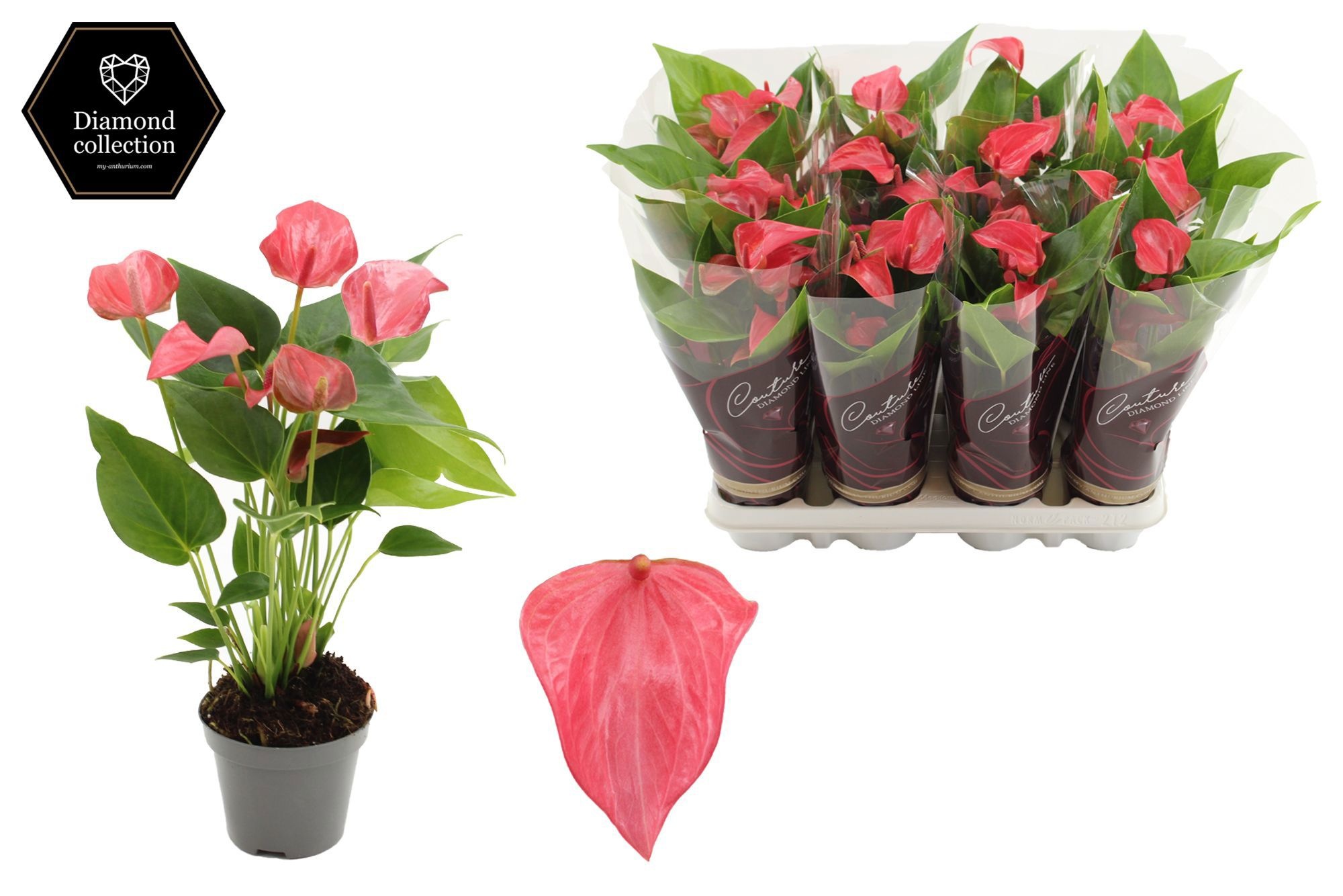 Anthurium 9 cm Romantico in Couture Diamond Line Purple sleeve, D 9