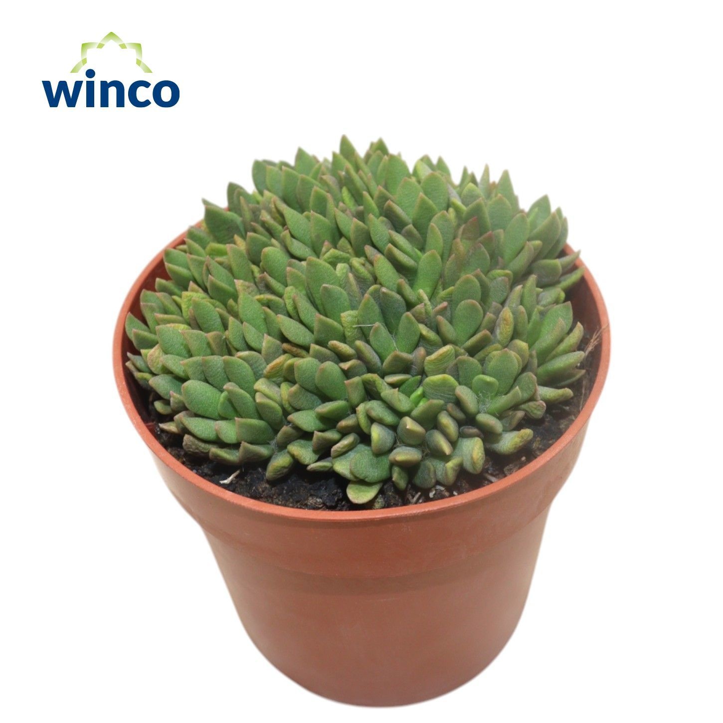 Anacampseros Marlothi, D 8,5