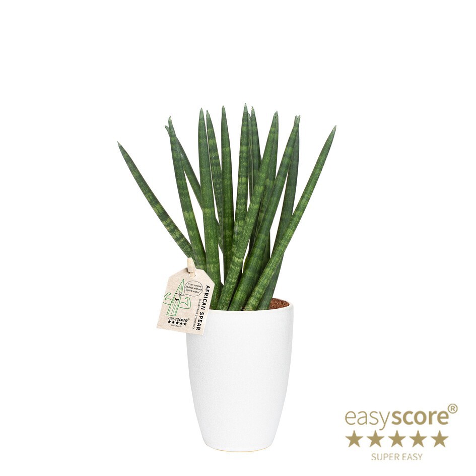 SANSEVIERIA CYLINDRICA 40931614 Classic S. Spaghetti, D 10