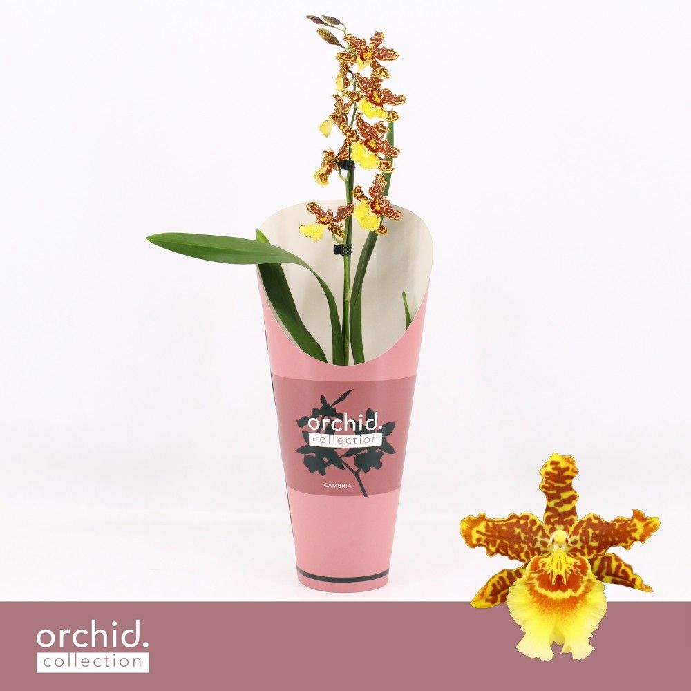 Cambria, Golden Tiger 1-spike 'Orchid Collection' Potcover, D 12