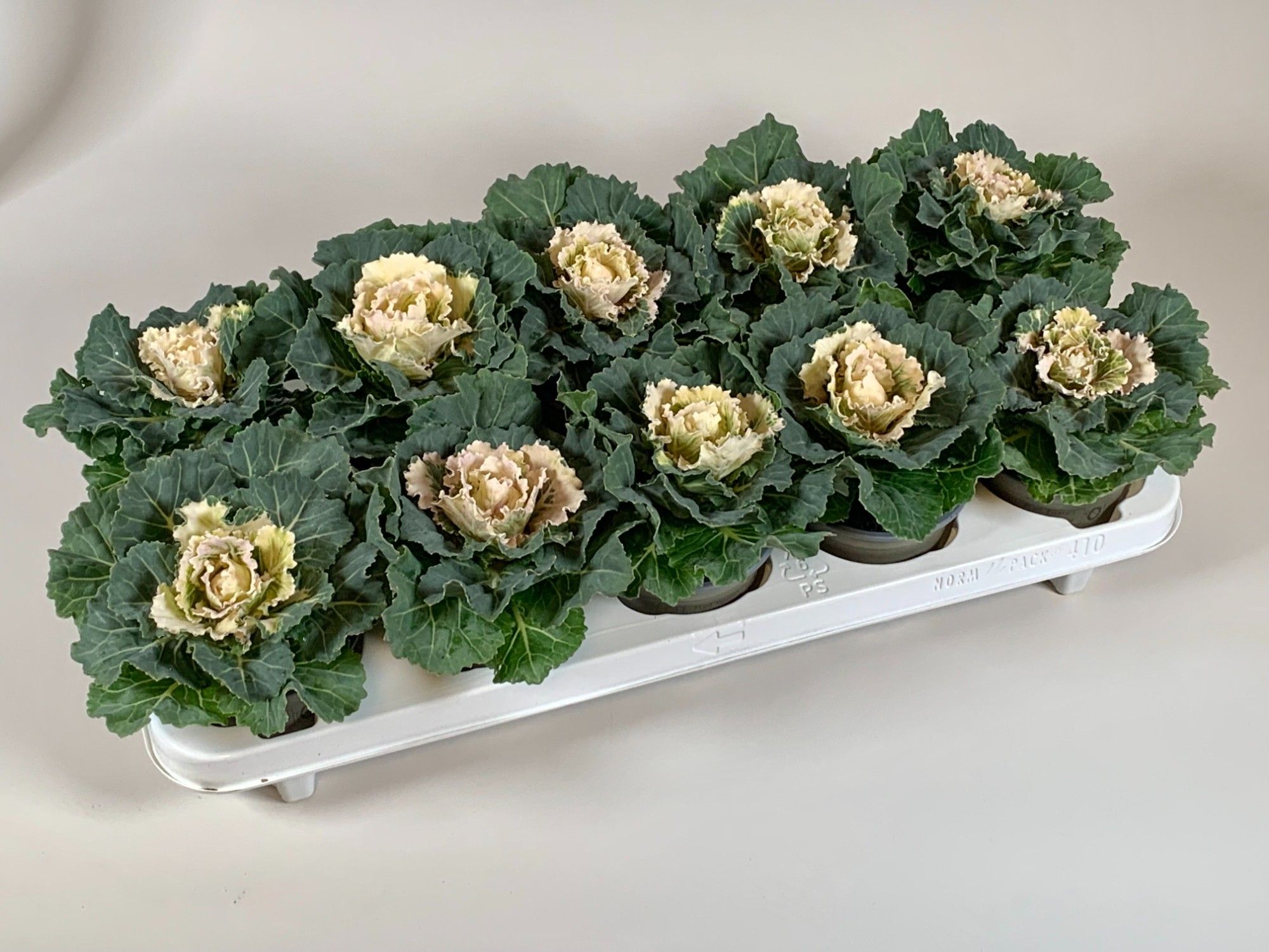 Brassica glad wit, D 10,5 cm