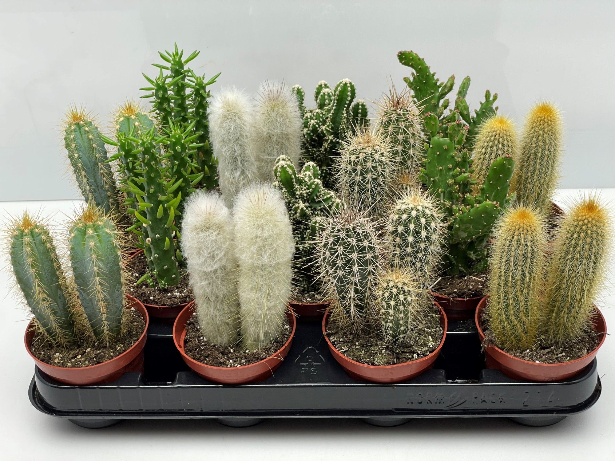 Engeland art.925 Zuilen mix 8,5 cm, D 8,5