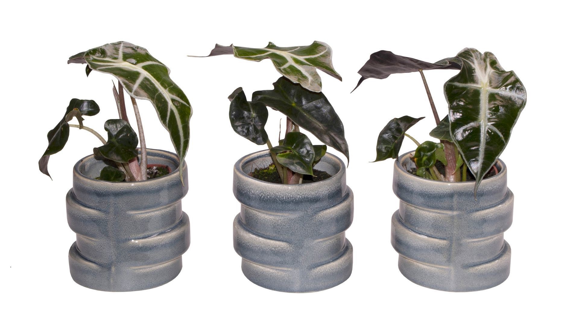 L 65513 with Alocasia Amazonica Dwarf 6 cm, D 6