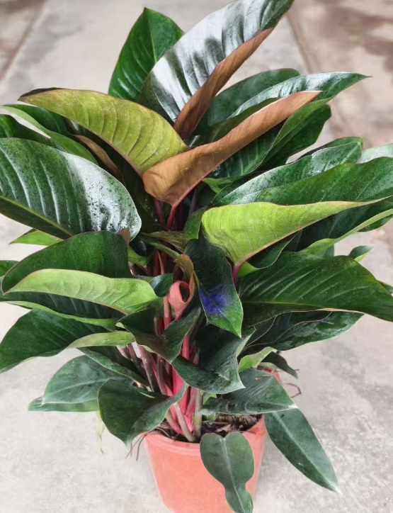 Аглаонема Ред Даймонд 28 80