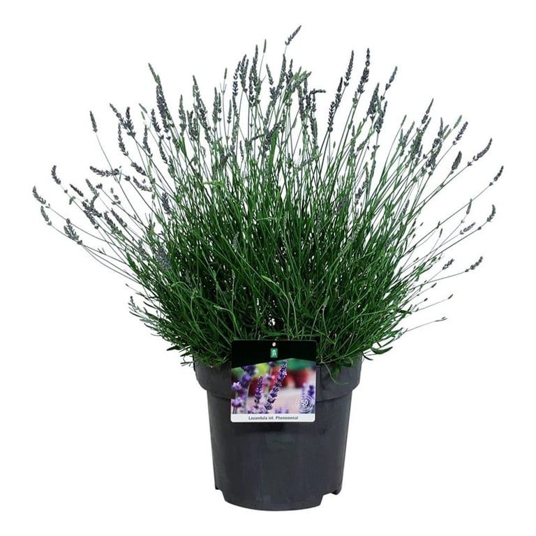 Lavandula int. Phenomenal, D 32 cm