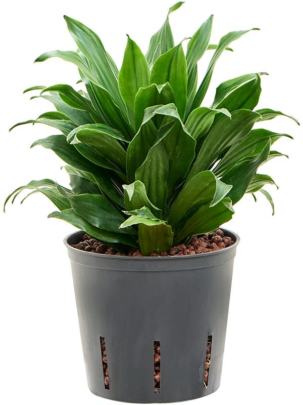 Dracaena fragrans 'Compacta', D 13