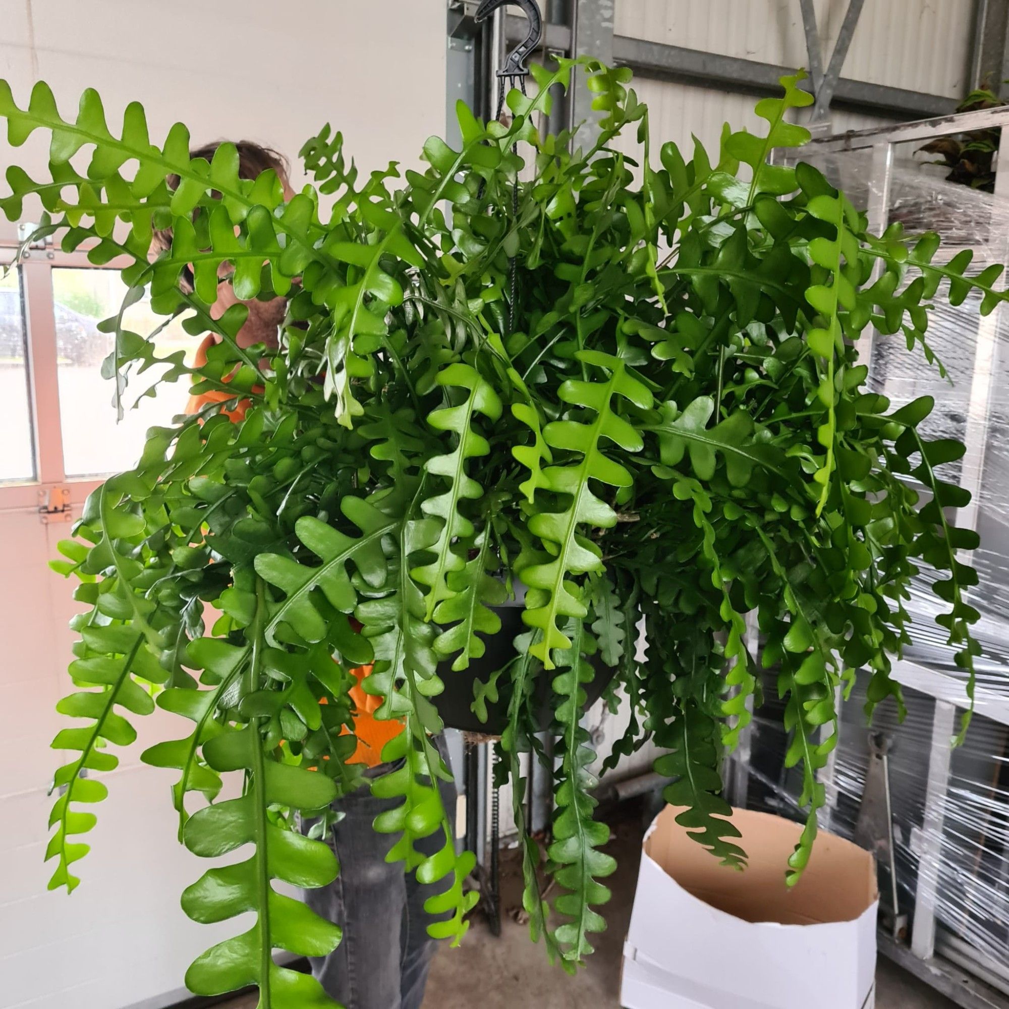 Epiphyllum anguliger, D 38