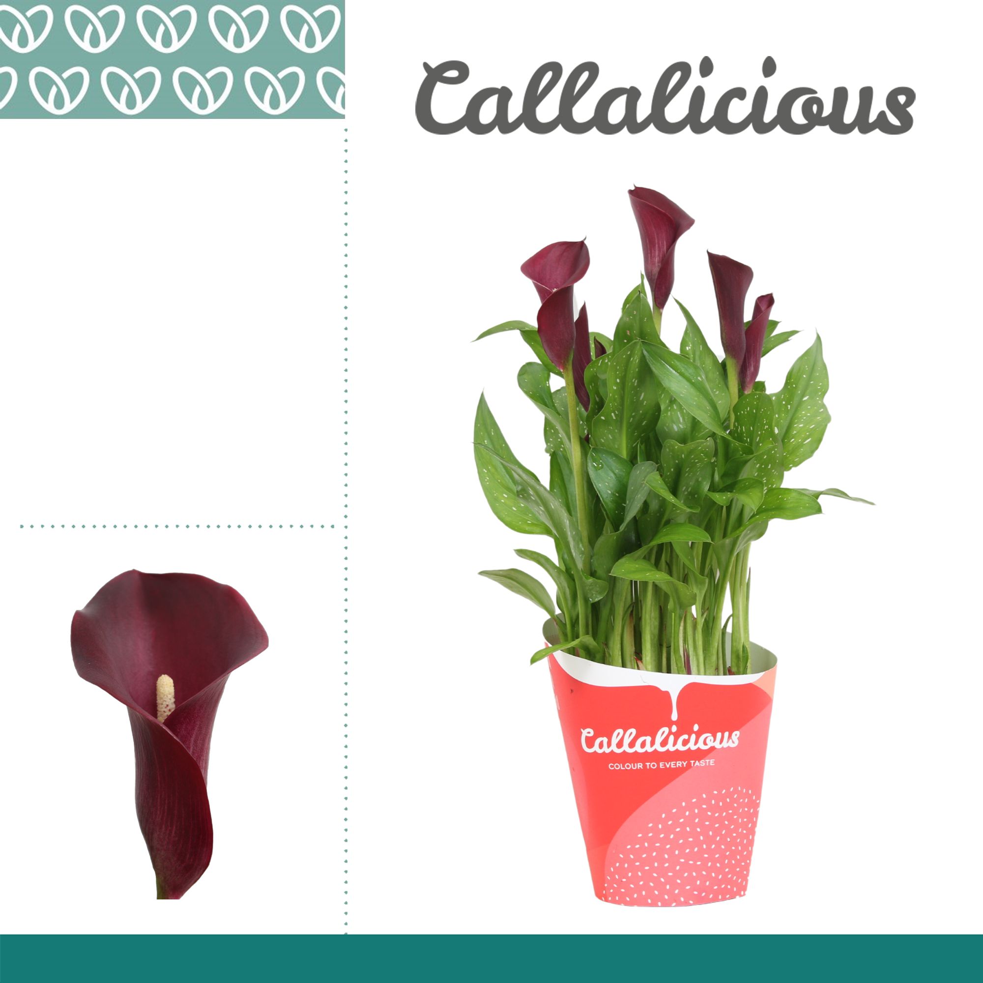 Zantedeschia (Calla) Bordeaux Rood In Potcover ton-sur-ton, D 12