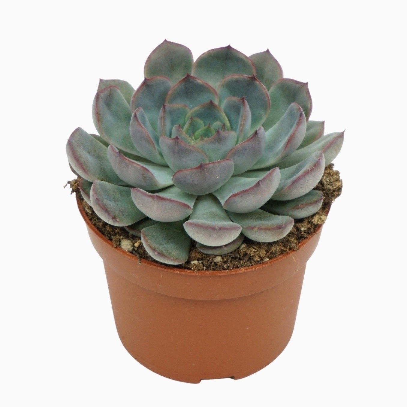 Echeveria hercules 10,5 cm, D 10,5 cm
