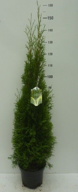Thuja occid. 'Smaragd', D 27