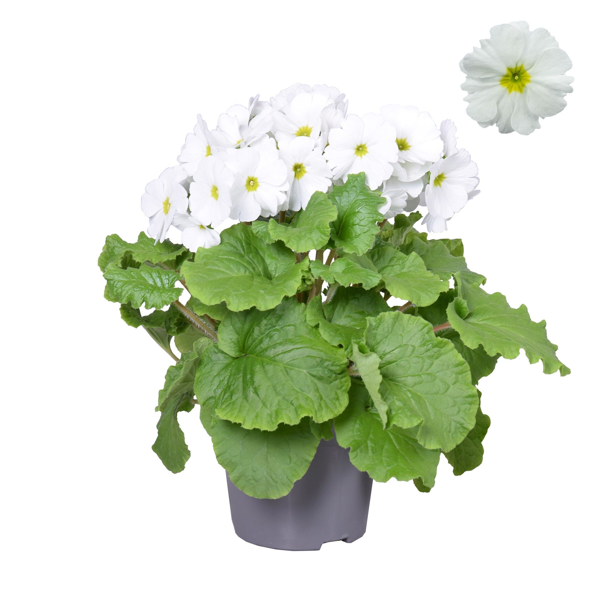 Prim Sweet Kisses Wit zonder hoes, D 12