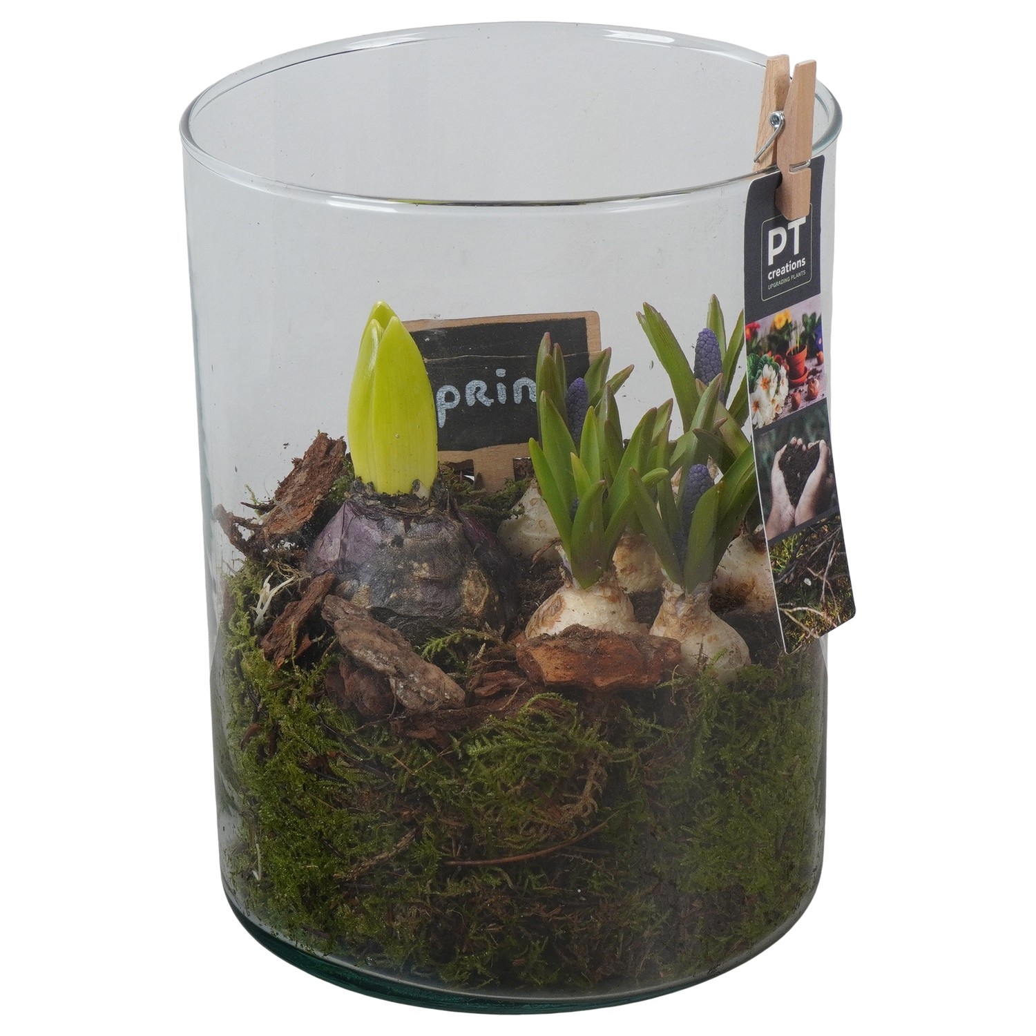 PTBM3951 Arrangement Flower Bulbs Mix in glazen vaas, D 15