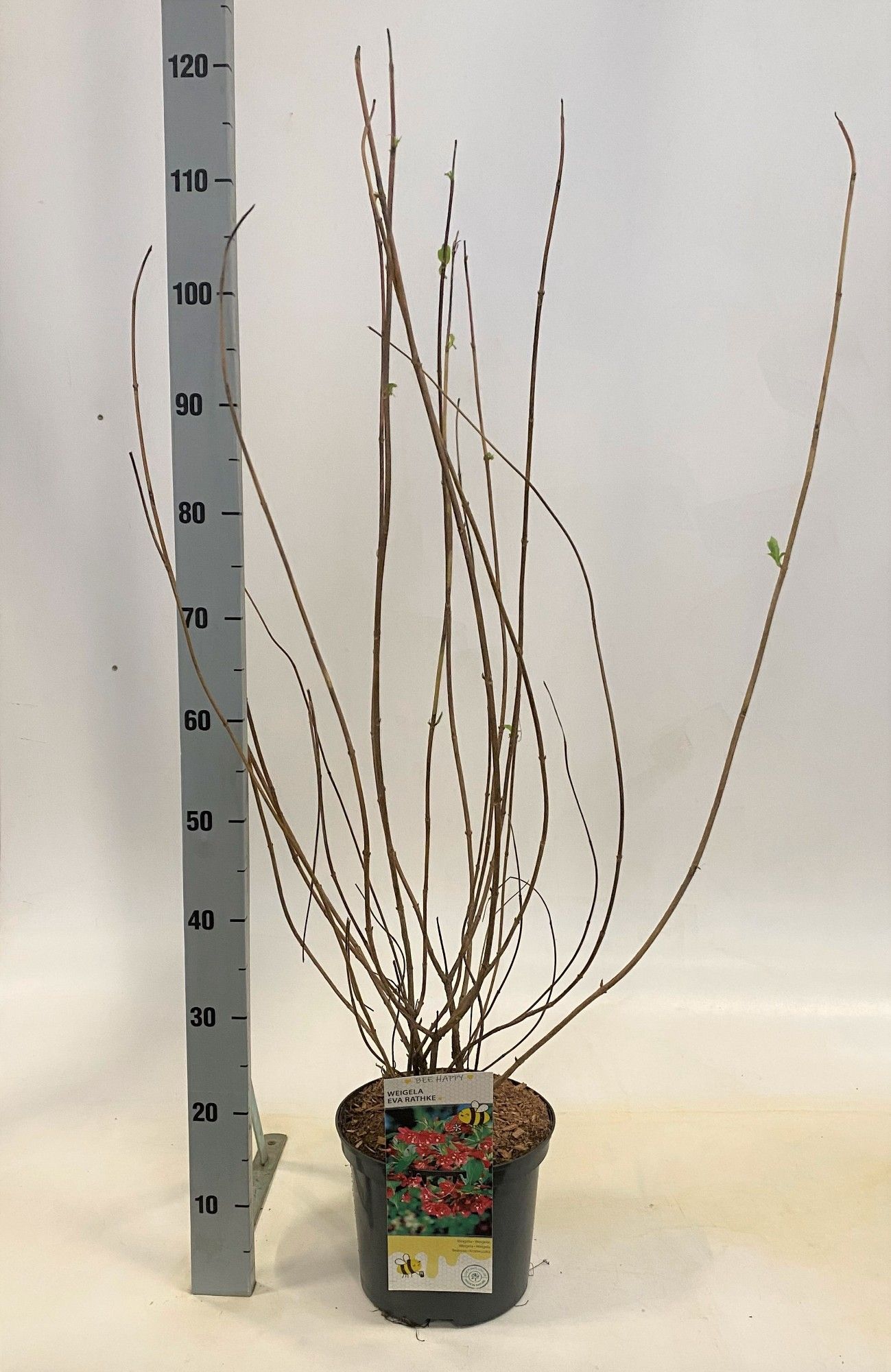 Weigela Eva Rathke, D 23 cm