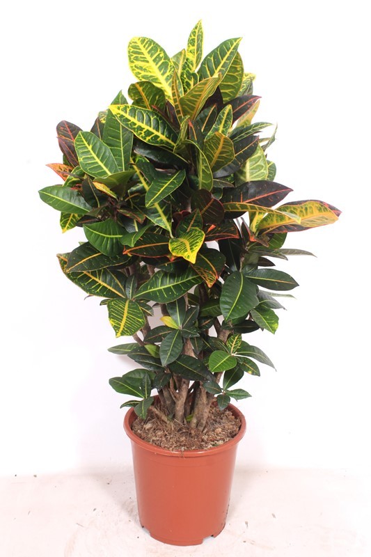 Codiaeum Petra (Croton Petra), D 27