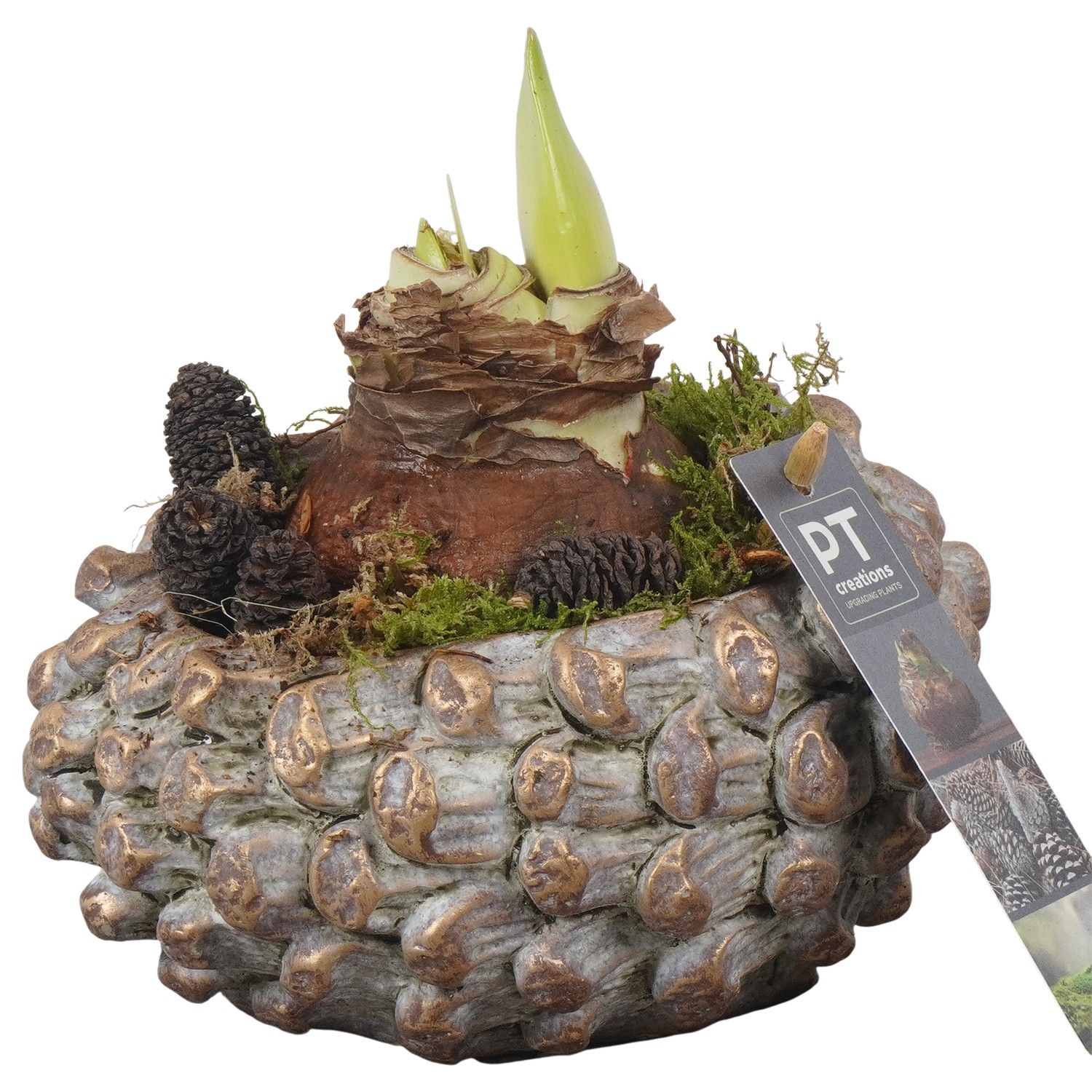 PTAA7519 Arrangement Amaryllis in beton pot, D 16 cm