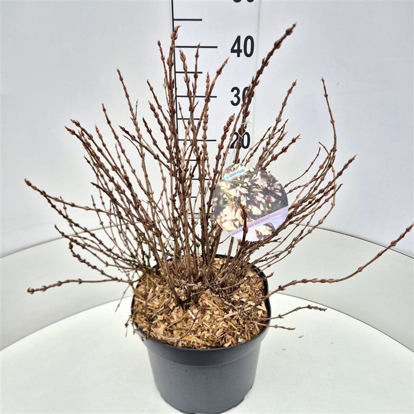 Weigela Black and White, D 28