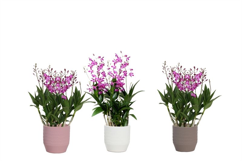 Tirza p12 scores mix Dendrobium Berry Oda 12T75+, D 12