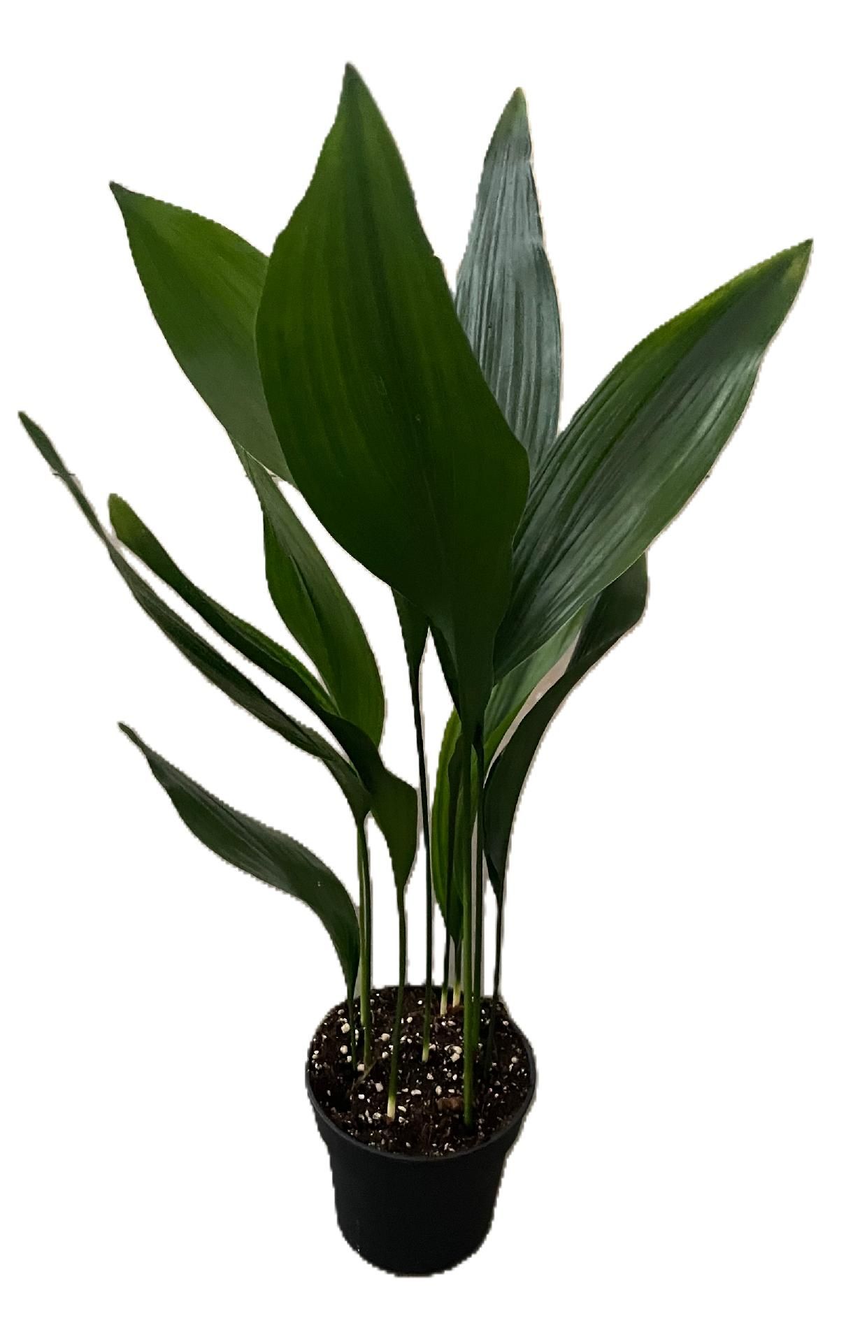 Aspistra eliator, D 17