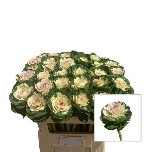 Брассика Вайт Крэйн 70, шт.