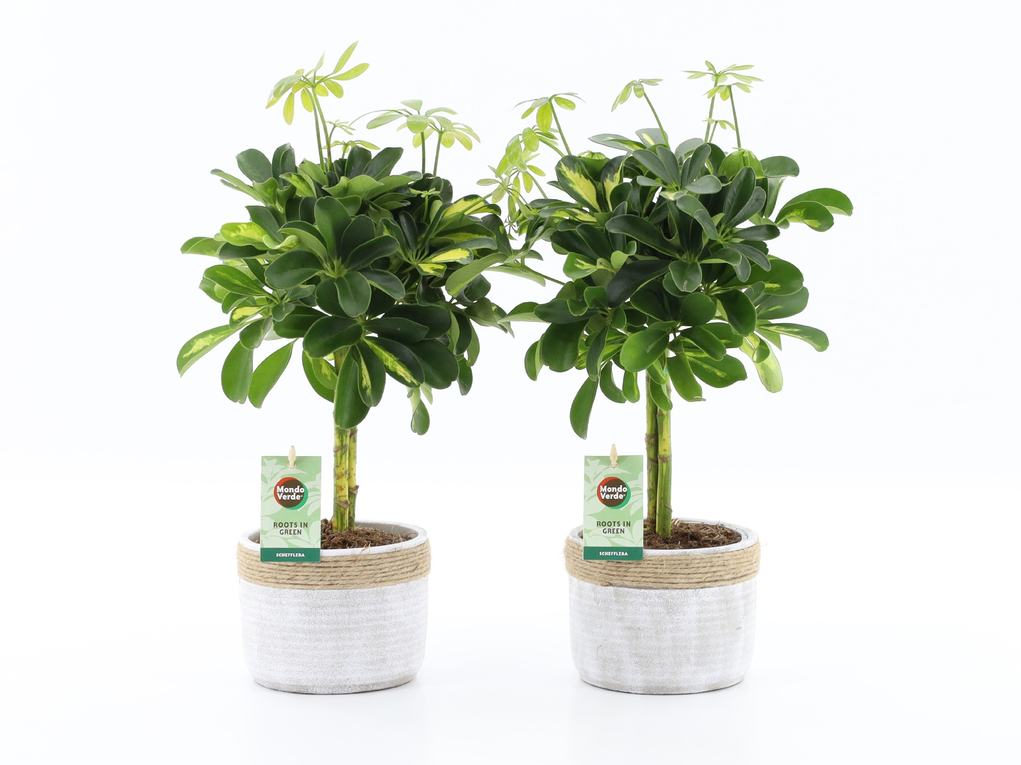 Schefflera Gold Capella in Sturdy, D 13