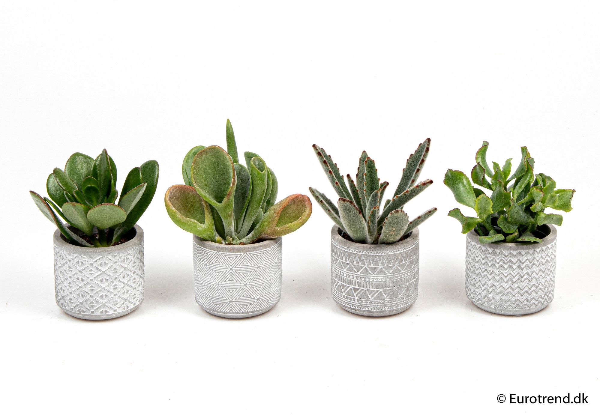 Succulent mix in ceramic - New Look 2025, D 6