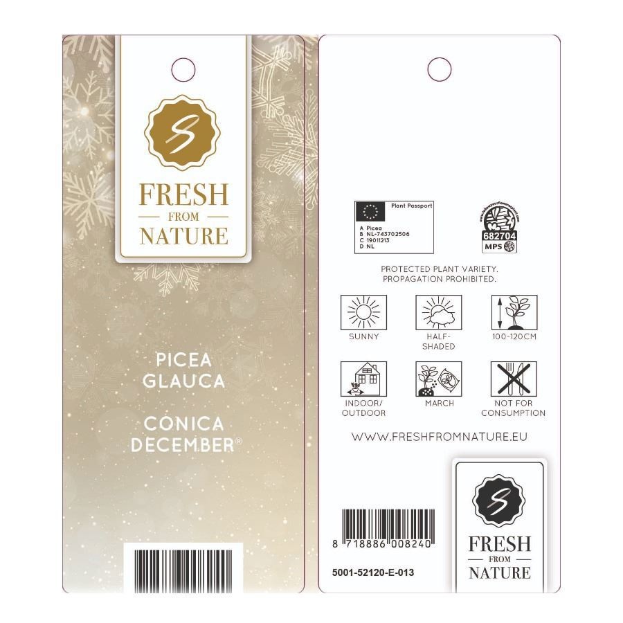 Picea gl. 'December'® P19 50/60, D 19 cm