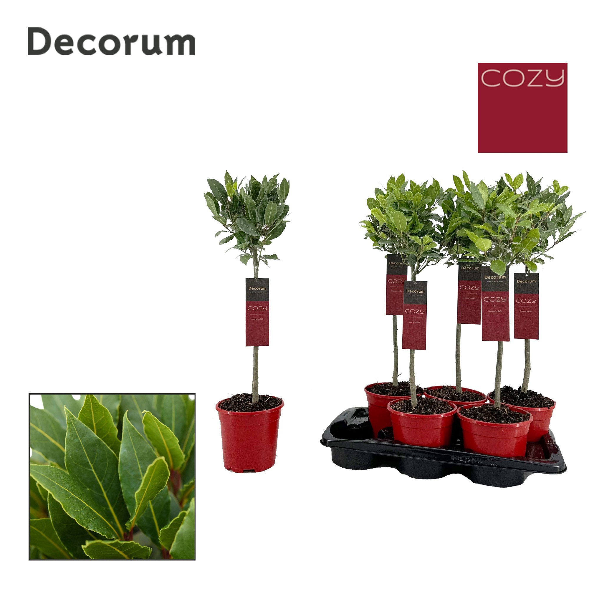 Laurus nobilis Bol op stam, D 17 cm