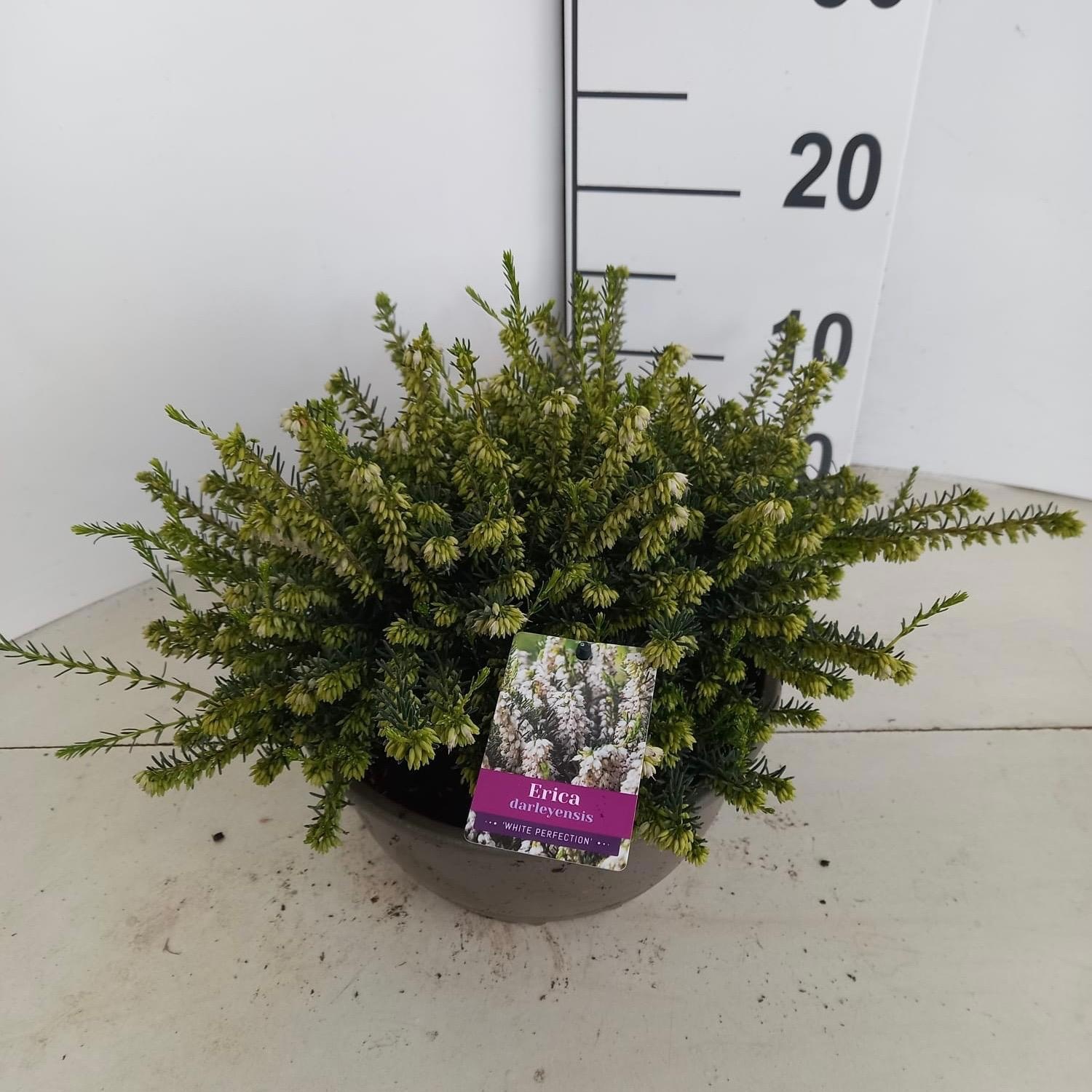 Erica darl. 'White Perfection' - Schaal, D 23 cm