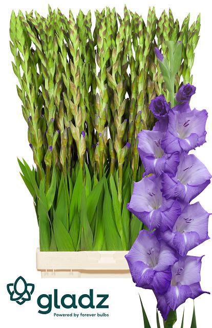 Гладиолус Мохито 110, шт.