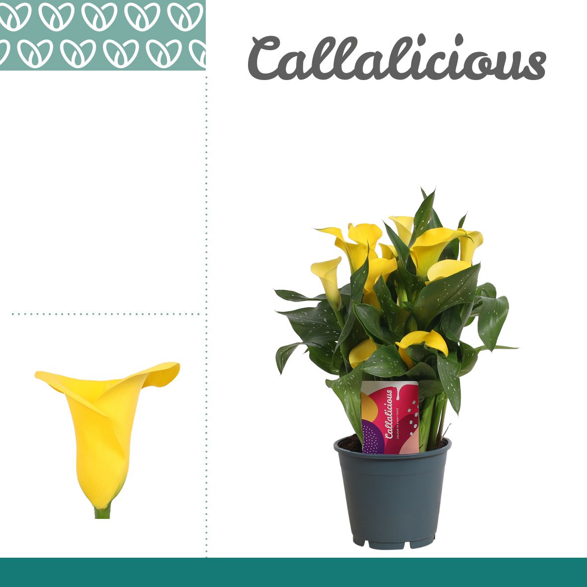 Zantedeschia (Calla) Geel, D 14
