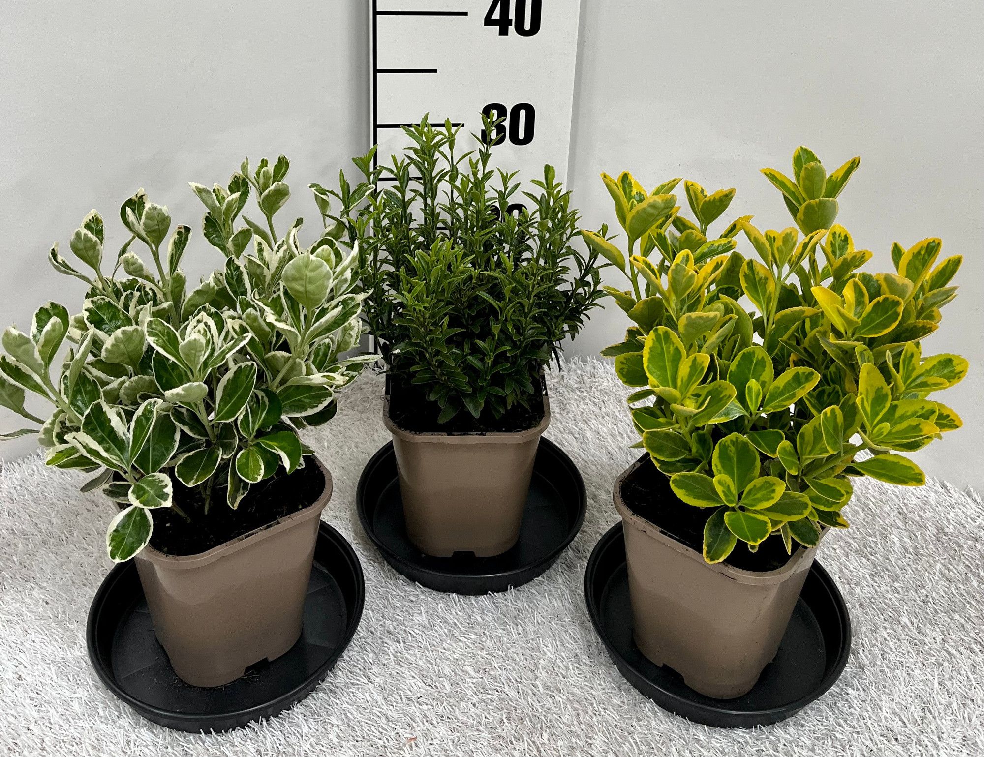 Euonymus japonicus in Sorten, D 14