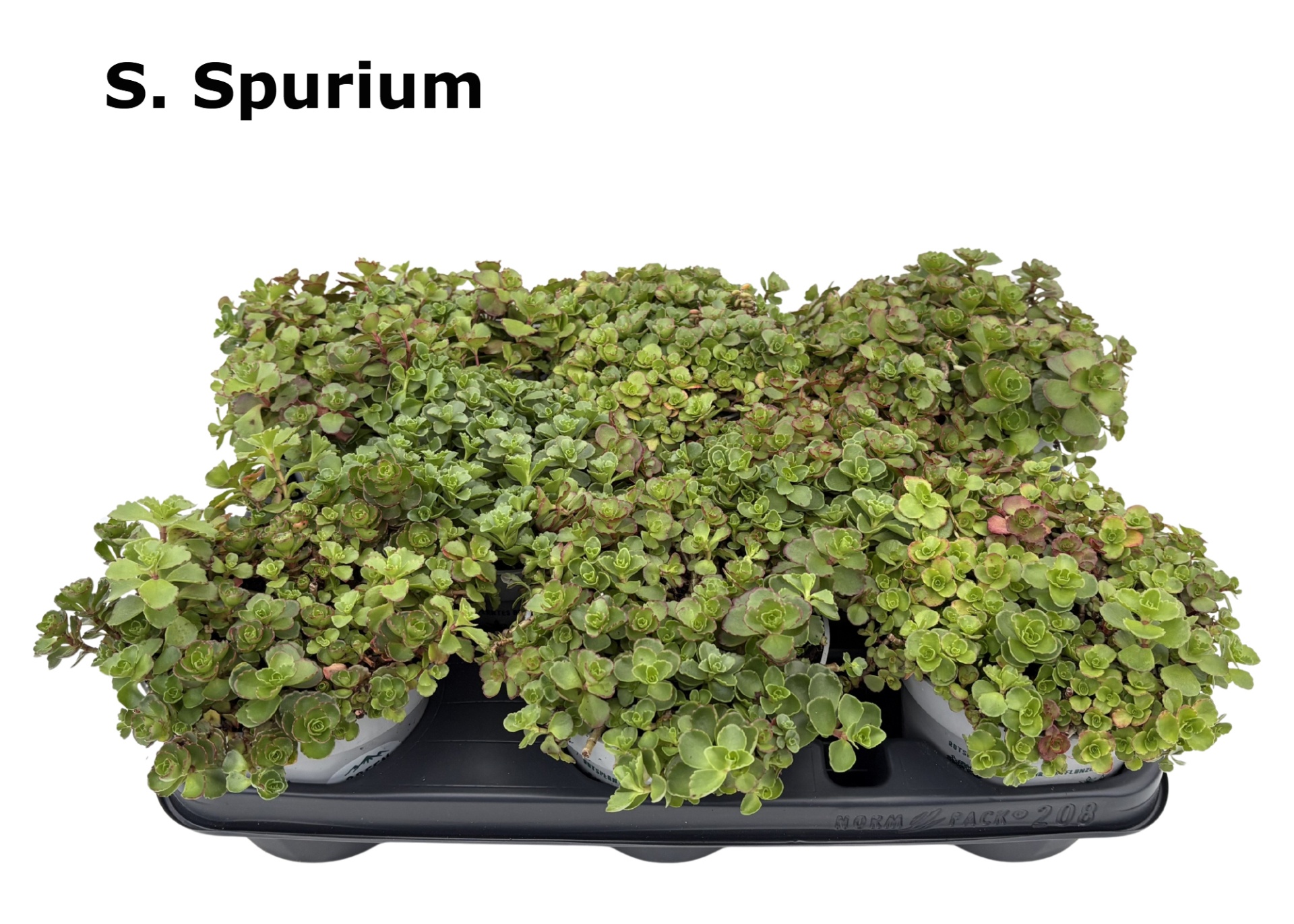 Sedum 12 cm spurium, D 12 cm