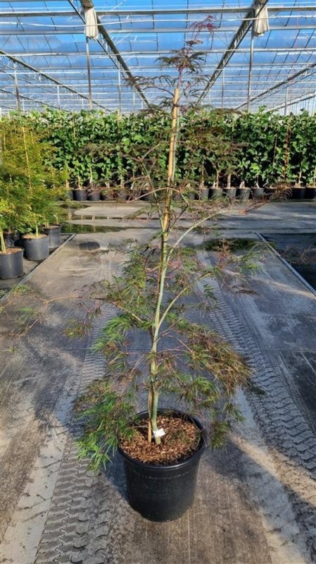 Acer pal. 'Garnet', D 40