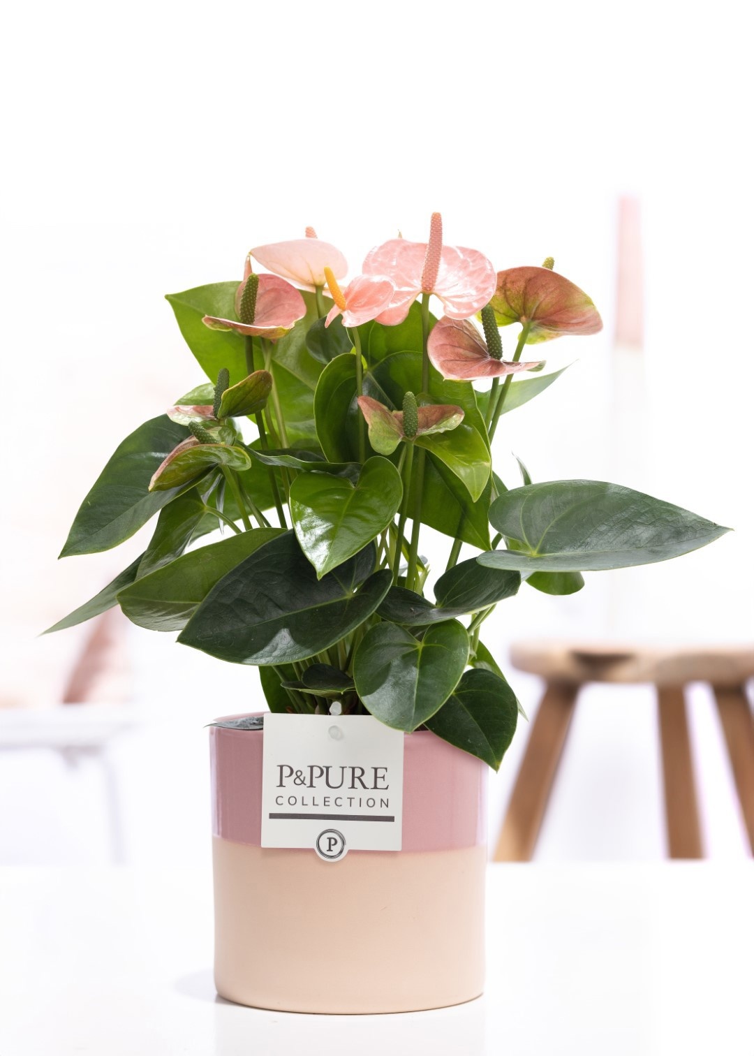 Anthurium pink (Spirit) in P&PURE Tess 2 cer. pink, D 12