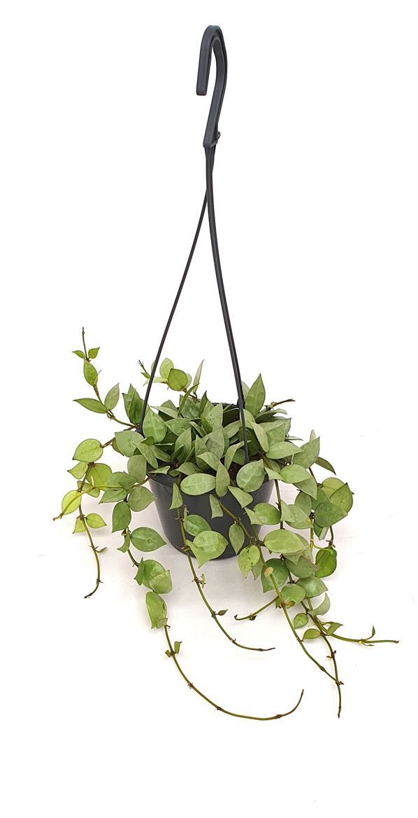 Hoya kroniana 'Eskimo', D 14 cm