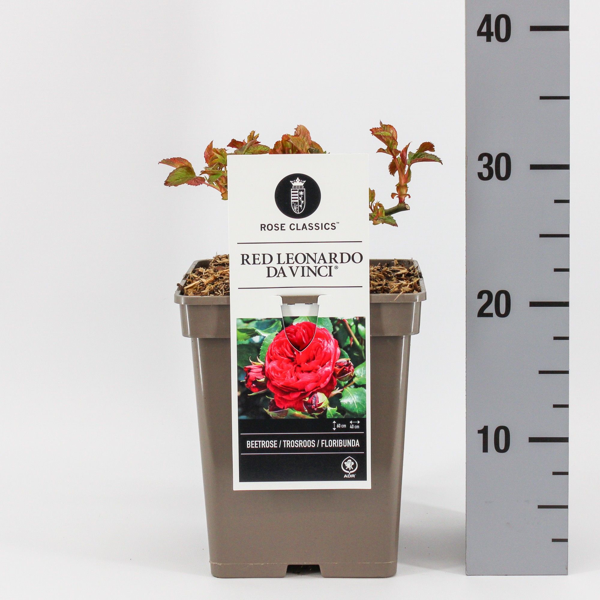 Rosas (F) Red Leonardo da Vinci ®, C5, D 23 cm