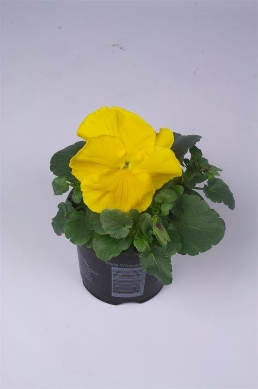 Viola 'Matrix Yellow', D 9 cm