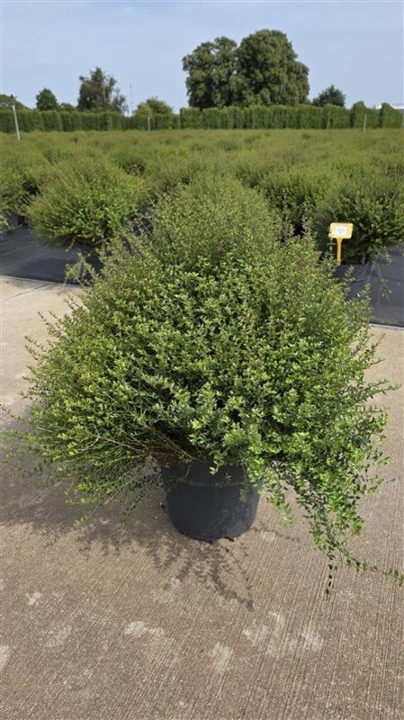 Lonicera nit. Tidy Tips, D 29 cm