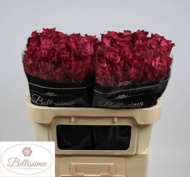 Роза од. Инвитэбл 70, шт.