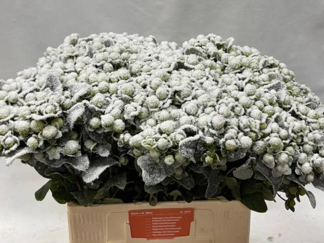 Гипперикум Овериг Крашеный (краш. ) 60, шт.