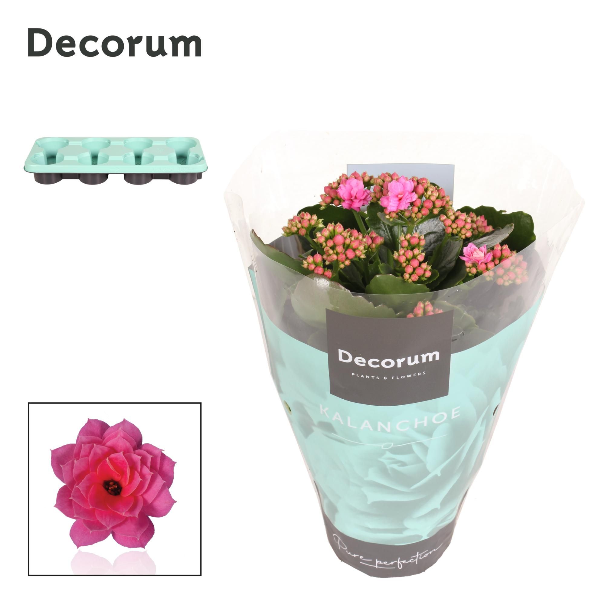 Kalanchoe Decorum - Pink, D 12 cm Kalanchoe Decorum - Pink, D 12 cm