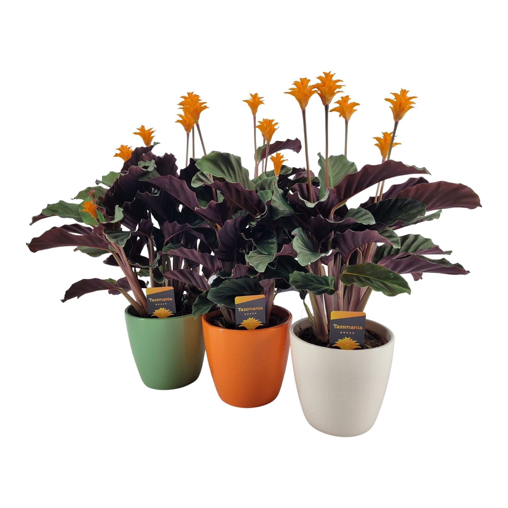 Tassmania 5-6 bloem Evana Keramiek, D 15