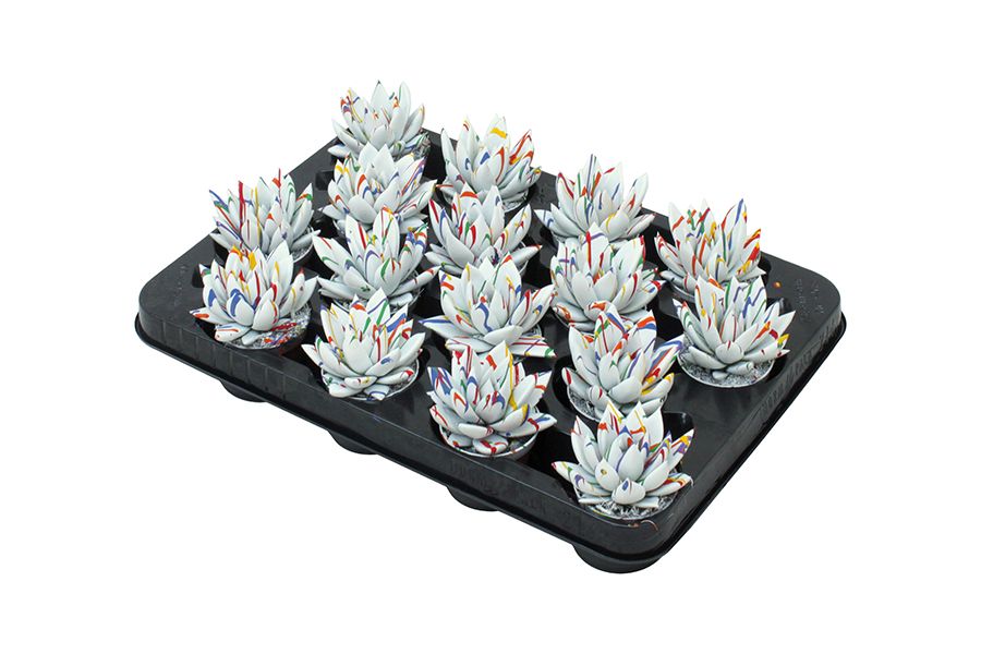 Miranda coloured Splash white, D 6