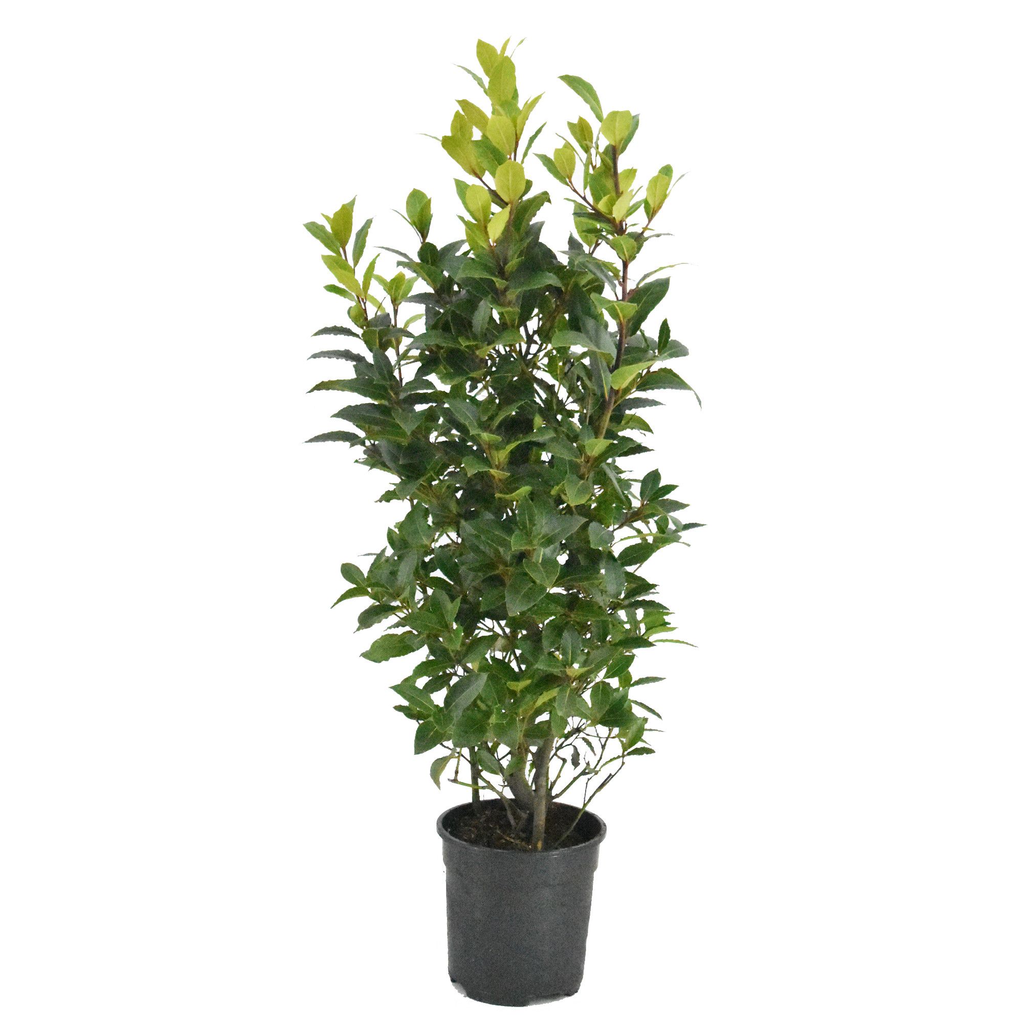 Laurus nobilis Struik, D 25