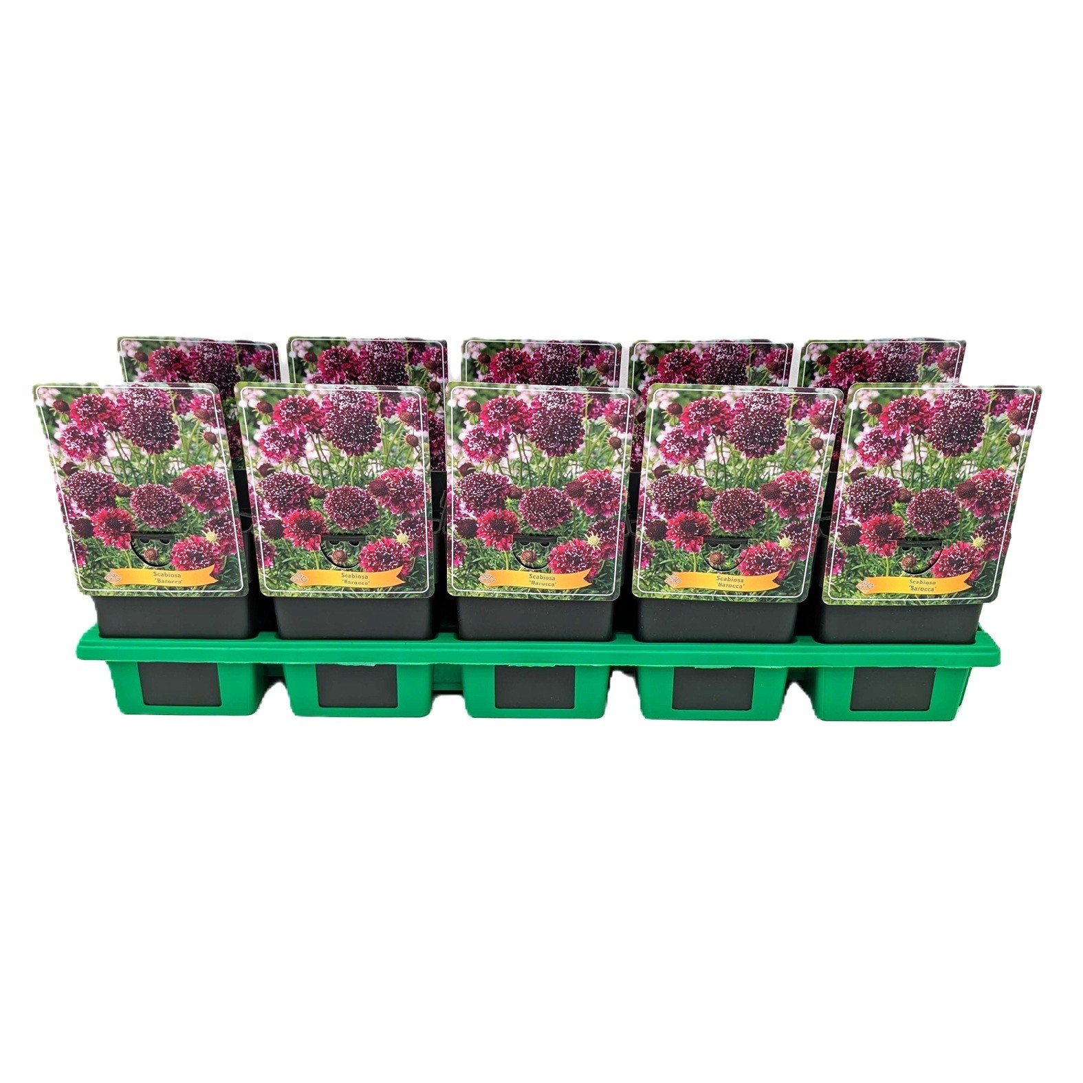 Scabiosa 'Barocca' P11, D 11