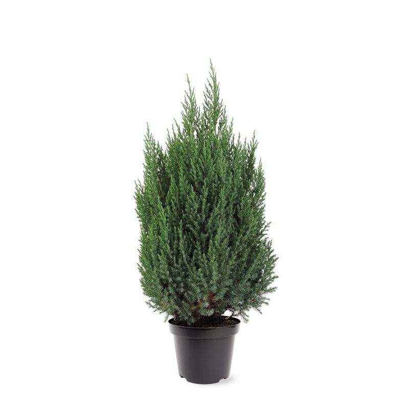 Juniperus chinensis 'Stricta' (zonder etiket), D 26