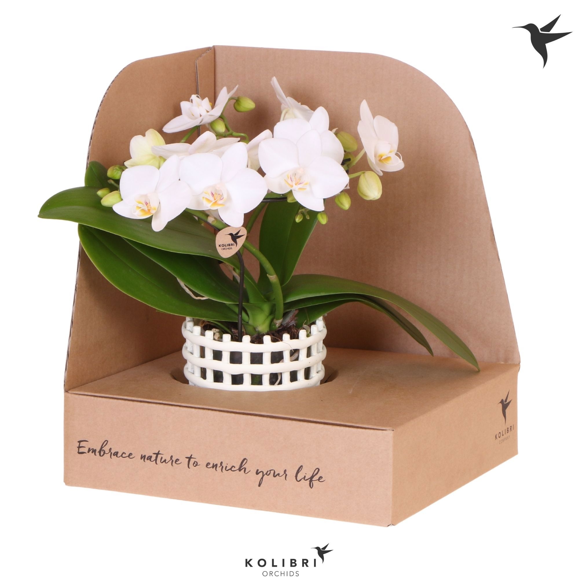 Kolibri Orchids Phalaenopsis Halo white in Mesh pot white in showbox, D 9