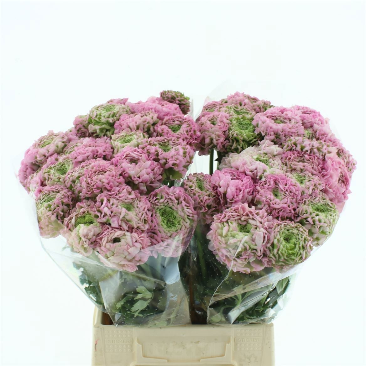 Ранункулус Пон Пон Гермиона 40 (розово-зел.), шт.