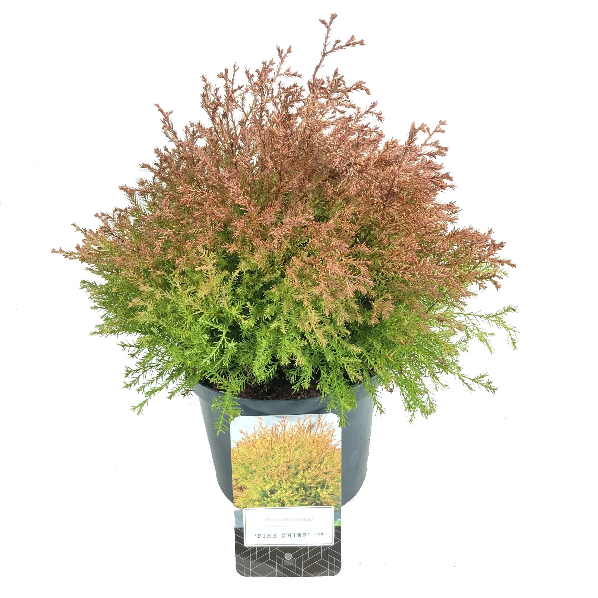 Thuja occidentalis 'Fire Chief' PBR, D 18