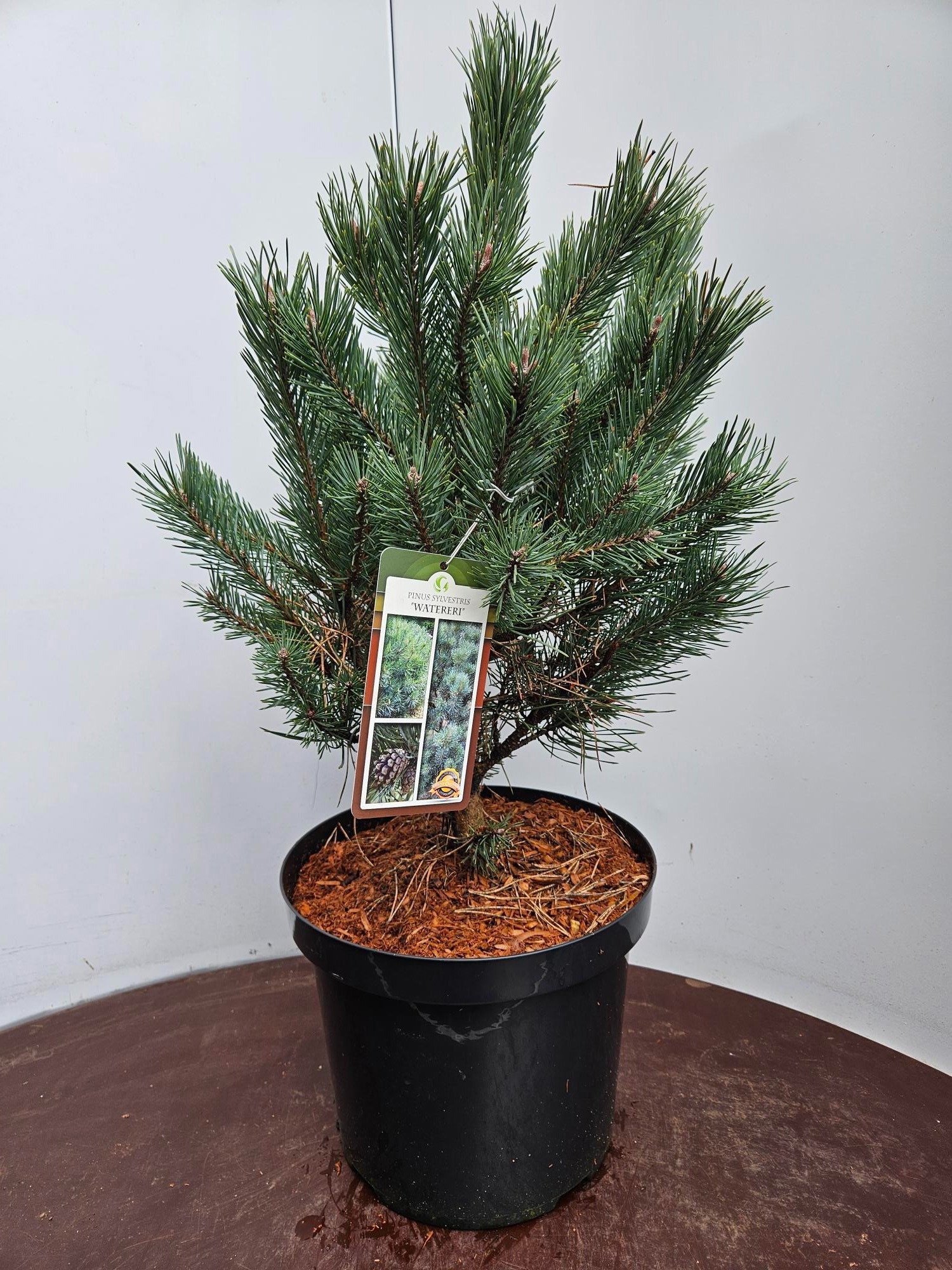 Pinus s Wateri 50-60C10, D 29